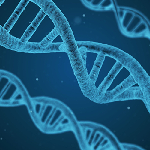 DNA rechts DNA rechts
