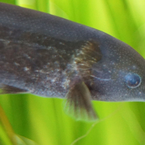 Fisch Fisch