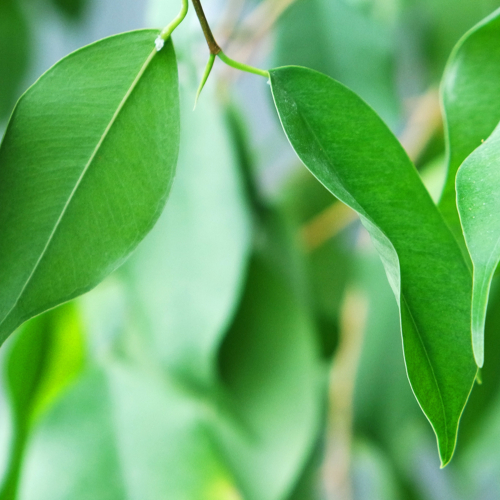 Pumpen und Pipelines – Wassertransport in Bäumen Pumpen und Pipelines – Wassertransport in Bäumen