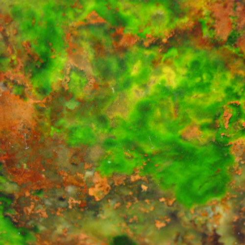 Bacteriopolis Main Bacteriopolis Main